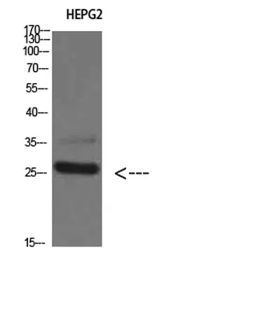 Tryptase-3 rabbit pAb - image 1