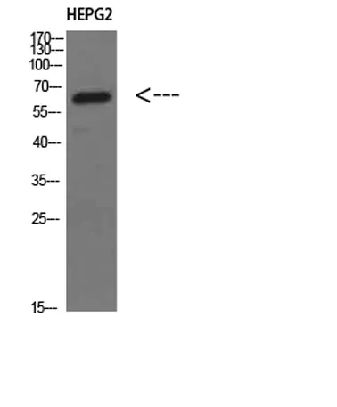 MIA2 rabbit pAb - image 1