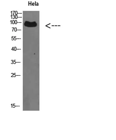VPS35 rabbit pAb - image 1