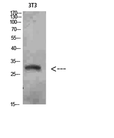 Nanos Homologue 1 (NANOS1) rabbit pAb