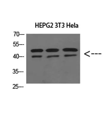 ERLIN1/2 rabbit pAb - image 1