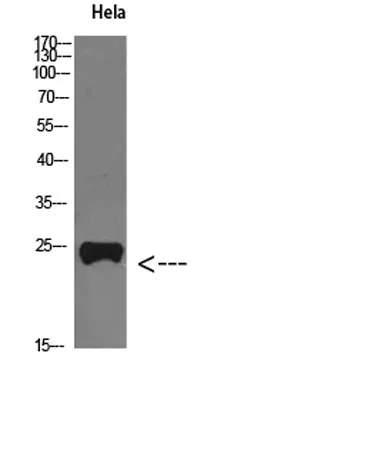 PTH-rP rabbit pAb - image 1