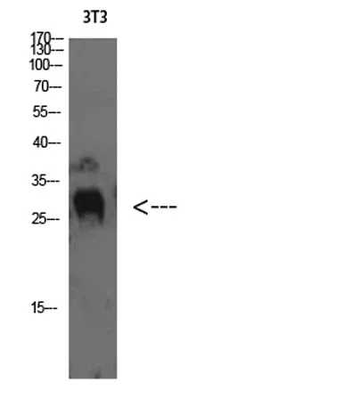 TIMP-4 rabbit pAb - image 1