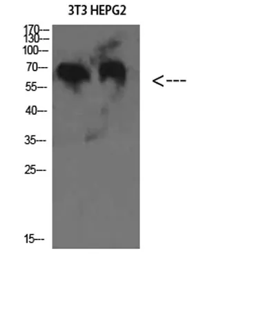 C8 β rabbit pAb - image 1