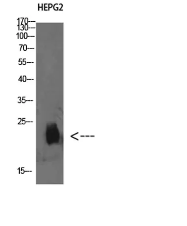 Plasminogen receptor rabbit pAb - image 1
