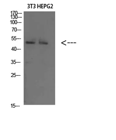 Factor IX rabbit pAb - image 1
