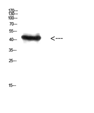 RCC1 rabbit pAb - image 1