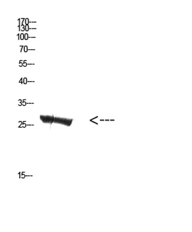 MBL-C rabbit pAb - image 1