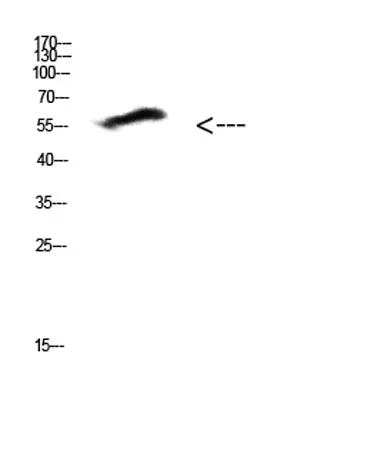 COL25A1 rabbit pAb - image 1