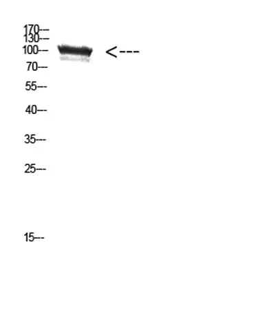 TRPV4 rabbit pAb - image 1