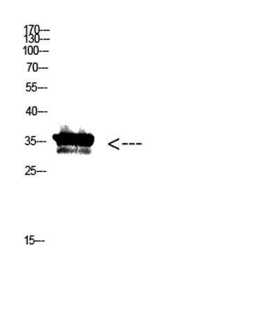 Pan myristoylation rabbit pAb