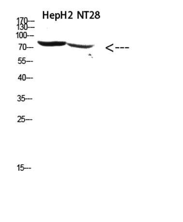 RSK3 rabbit pAb - image 1
