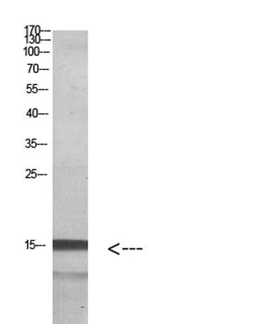 Histone H2A.Z rabbit pAb - image 1