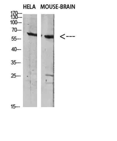 GABA T-1 rabbit pAb - image 1