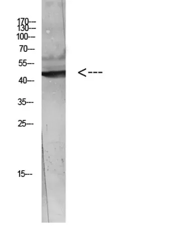 WISP-3 rabbit pAb - image 1