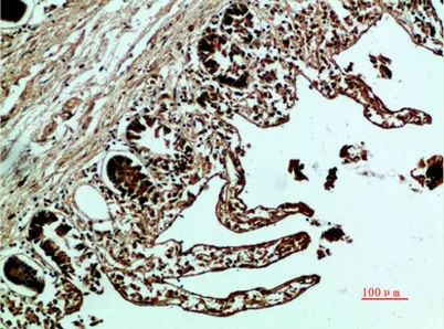 Fibronectin rabbit pAb - image 1