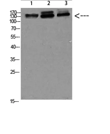 NFAT5 rabbit pAb - image 1