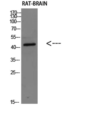 Corticotropin-releasing factor receptor 2 rabbit pAb - image 1