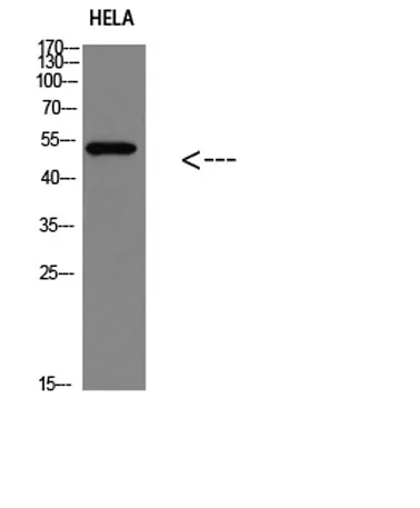 p53 (Phospho-Ser366) rabbit pAb - image 1