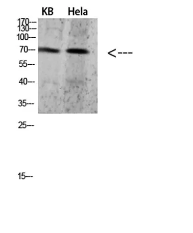 PRC1 rabbit pAb - image 1