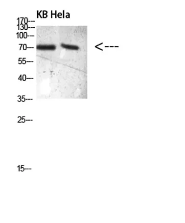 PRC1 (Phospho-Thr481)rabbit pAb - image 1