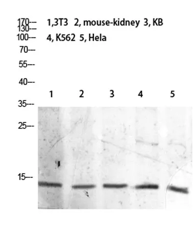 Histone H2B (Acetyl Lys21) rabbit pAb - image 1
