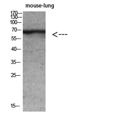 Keratin-pan rabbit pAb - image 1