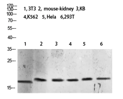 Histone H3 (Tri-Methyl-K10) rabbit pAb - image 1