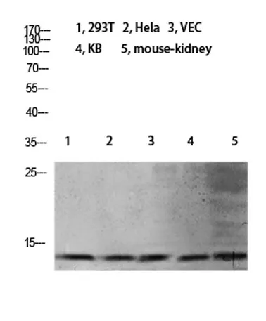 Histone H4 (Mono Methyl Lys21) rabbit pAb - image 1