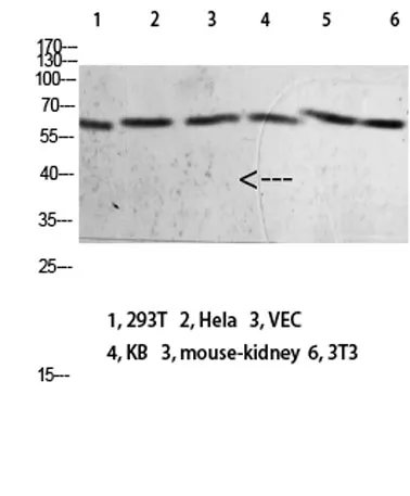 Mox1 rabbit pAb - image 1