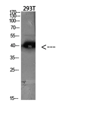 CKR-5 rabbit pAb - image 1