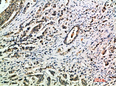 Integrin α1 rabbit pAb - image 1
