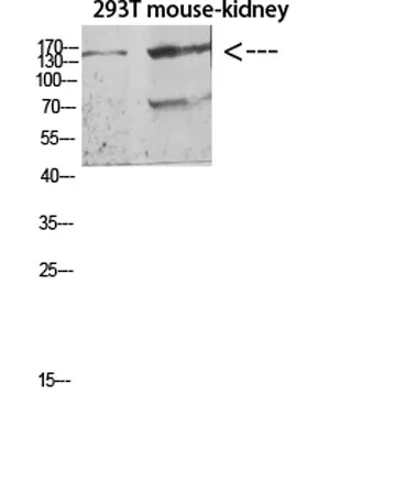 Flt-4 rabbit pAb - image 1