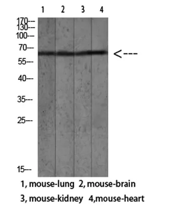 Mac-2BP rabbit pAb - image 1
