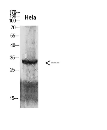 Cdk6 rabbit pAb - image 1