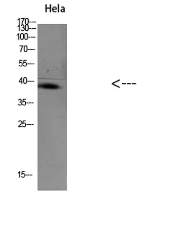 TIM-1 rabbit pAb - image 1