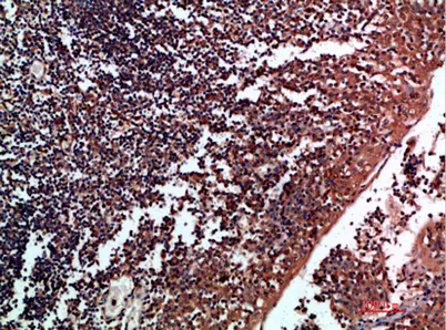 Tenascin-R rabbit pAb