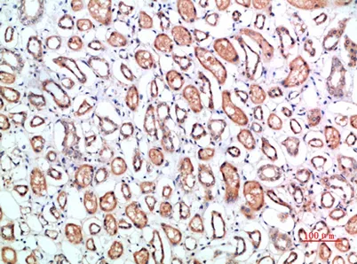 CD1B rabbit pAb - image 1