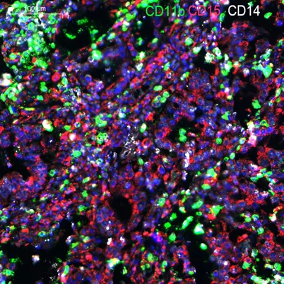 CD11b rabbit pAb - image 1