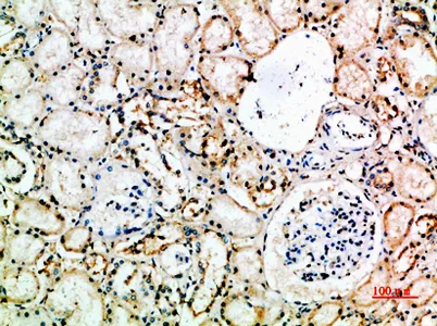 CD16 rabbit pAb - image 1