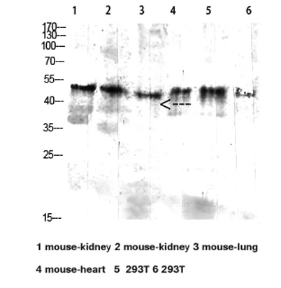 CD64 rabbit pAb - image 1