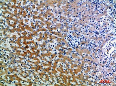 CD109 rabbit pAb - image 1