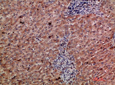 CD303 rabbit pAb