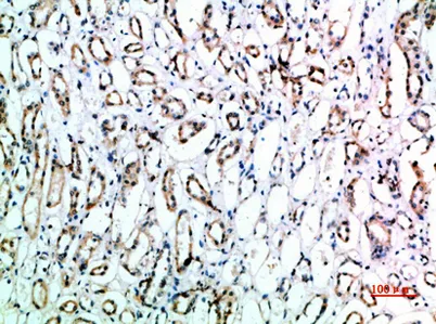 CD151 rabbit pAb - image 1