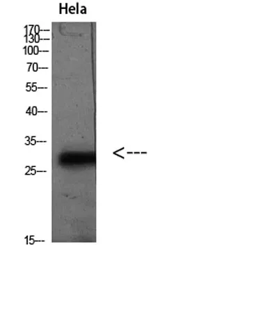 PD-L2 rabbit pAb - image 1