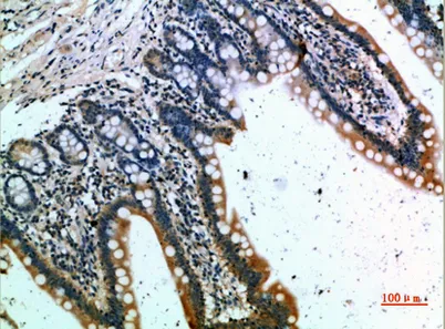 CKR-1 rabbit pAb - image 1