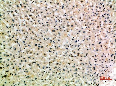 CD204 rabbit pAb - image 1