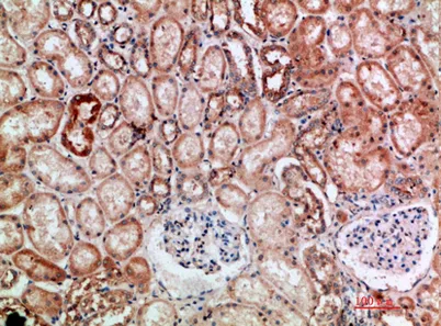 BTN3A1/2/3 rabbit pAb - image 1