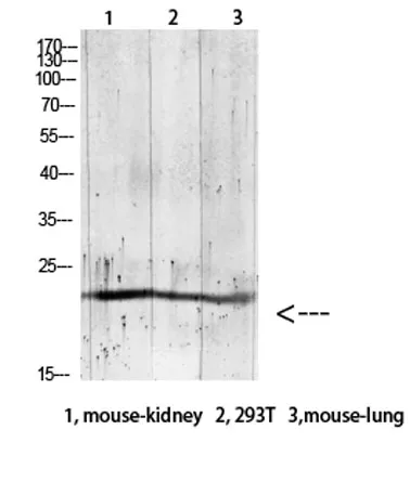Gremlin-2 rabbit pAb - image 1