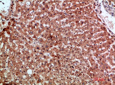 MIP-3α rabbit pAb